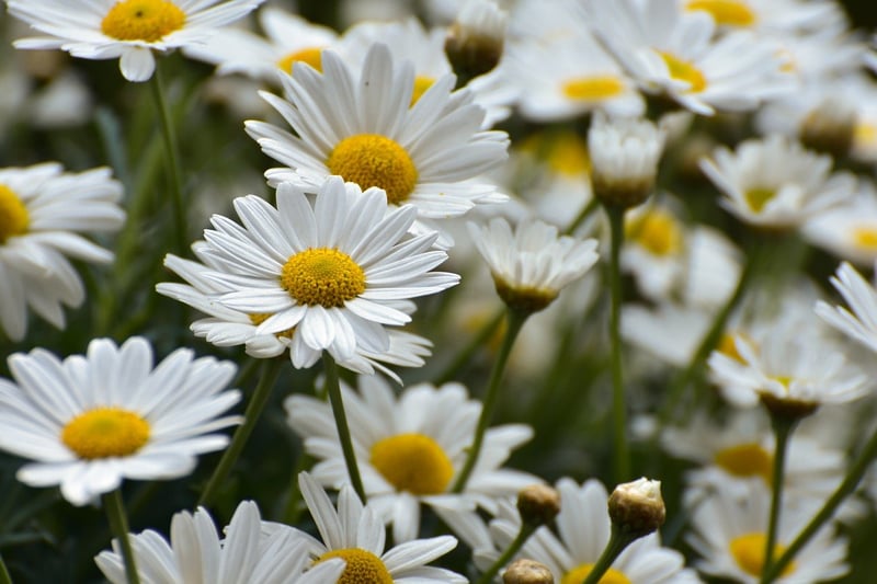 DIY Wildflower Bouquet